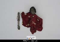 藏品(印度傀儡人物)的圖片